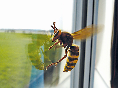 Fenster Insektenschutz wehrt Wespe ab